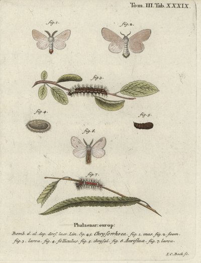 Brunhalemøll, Euproctis chrysorrhoea. av Johann Carl Bock