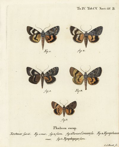 Catocala conversa 1-3, Catocala nymphaea 4 , og eikegul undervinge, Catocala nymphagoga 5. Håndkolorert kobberstikk av Johann Carl Bock etter Eugenius Johann Christoph Espers Sommerfuglene i illustrasjoner etter naturen, Erlangen av Johann Carl Bock