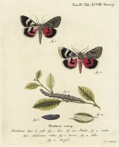 Catocala pacta møll. Håndkolorert kobberstikk av Johann Carl Bock etter Eugenius Johann Christoph Espers Sommerfuglene i illustrasjoner fra naturen, Erlangen av Johann Carl Bock
