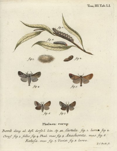Sjokolade-spiss møll. av Johann Carl Bock