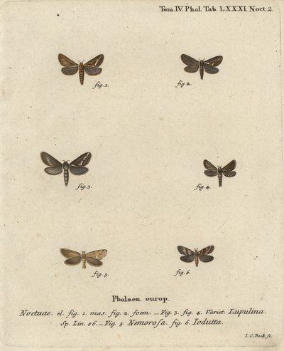 Vanlig møll, Korscheltellus lupulina 1-4, gullsval, Phymatopus hekta 5, og Pharmacis carna 6. Håndkolorert kobberstikk av Johann Carl Bock etter Eugenius Johann Christoph Espers Sommerfuglene i illustrasjoner etter naturen, Erlangen av Johann Carl Bock