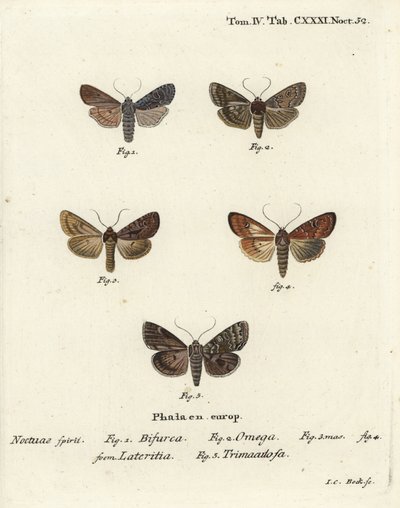 Conformist, Lithophane furcifera 1, dobbel pil, Graphiphora augur 2, knapp brindle, Apamea lateritia 3,4 og sølvbuer, Polia hepatica 5. av Johann Carl Bock