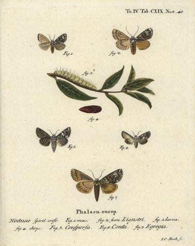 Kronemøll, Craniophora ligustri 1-4, marmorert krone, Hadena confusa 5, variert krone, Hadena compta 6, og grønne buer, Anaplectoides prasina 7. Håndfarget kobberstikk av Johann Carl Bock etter Eugenius Johann Christoph Espers Die Schmet av Johann Carl Bock
