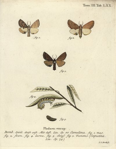 Coxcomb fremtredende, Ptilodon capucinus. av Johann Carl Bock
