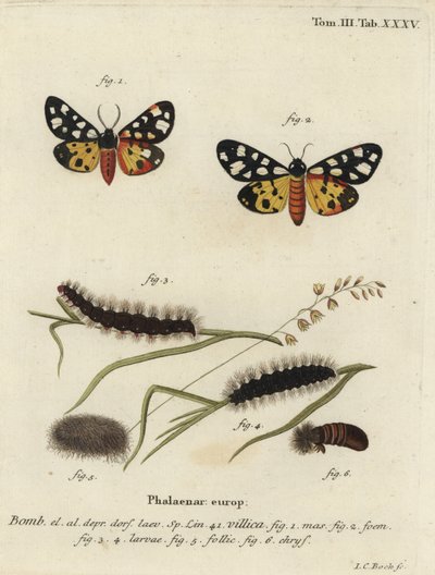 Kremflekk tigermøll, Epicallia villica. av Johann Carl Bock
