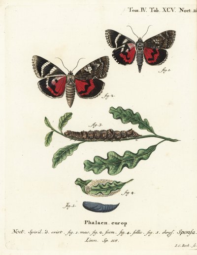 Mørk karmosinrød undervinge, Catocala sponsa. Håndfarget kobberstikk av Johann Carl Bock etter Eugenius Johann Christoph Espers Sommerfuglene i bilder fra naturen, Erlangen av Johann Carl Bock