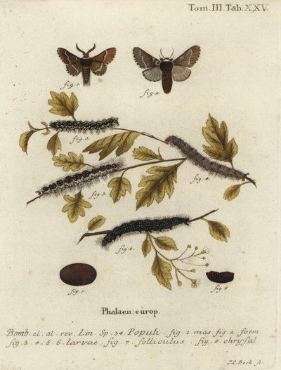 Desembermøll, Poecilocampa populi. av Johann Carl Bock