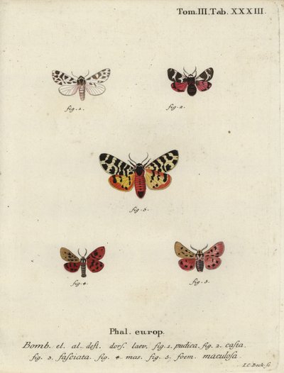 Diskret chaperon og tigermøll. av Johann Carl Bock