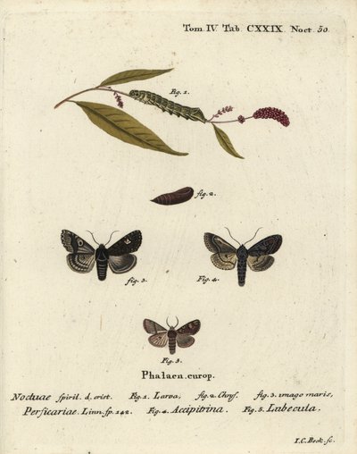 Dot, Melanchra persicariae 1-4, og Dryobota labecula 5. Håndfarget kobberstikk av Johann Carl Bock etter Eugenius Johann Christoph Espers Sommerfuglene i bilder fra naturen, Erlangen av Johann Carl Bock