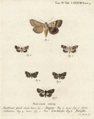 Dobbel pil eller spåmann, Graphiphora augur 1, blek skulder, Acontia lucida 2.3, firflekket møll, Tyta luctuosa 4.5 og druidemøll, Aedia funesta 6. Håndfarget kobberstikk av Johann Carl Bock etter Eugenius Johann Christoph Espers Die Sch av Johann Carl Bock