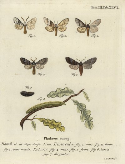 Drymonia dodonaea møll. av Johann Carl Bock