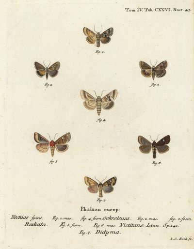 Dusky sallow, Eremobia ochroleuca 1,4, Cynaeda dentalis 2,3, øremøll, Amphipoea oculea 5,6, og vanlig rustikk, Mesapamea secalis 7. Håndfarget kobberstikk av Johann Carl Bock etter Eugenius Johann Christoph Esper i Abbild Schmetterlinge av Johann Carl Bock