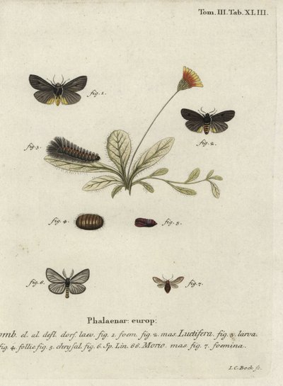 Epatolmis caesarea og Penthophera morio møll. av Johann Carl Bock
