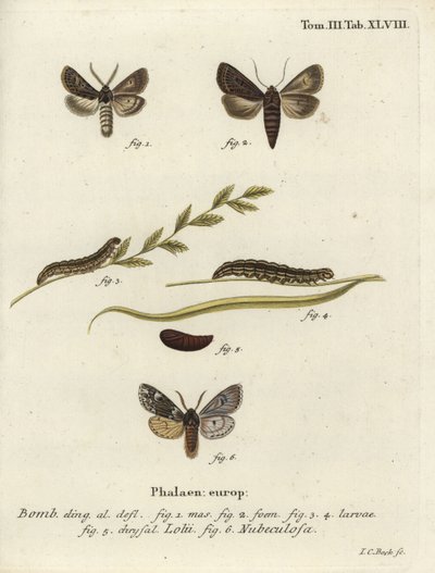 Fjærkledde gotiske og Rannoch-sprawler møll. av Johann Carl Bock