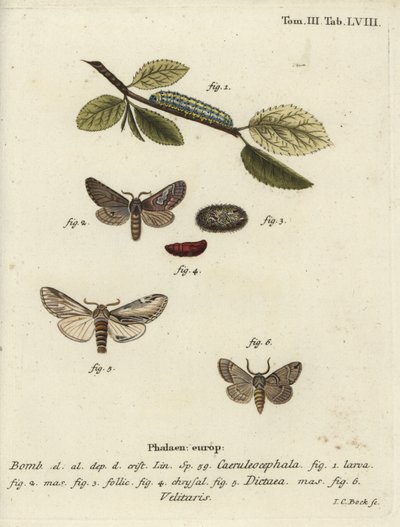 Åttefigur, svelge fremtredende og Drymonia velitaris møll. av Johann Carl Bock