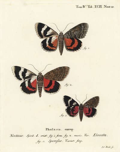 Fransk rød undervinge, Catocala elocata 1,2, og mørk karmosinrød undervingsvariant, Catocala sponsa 3. Håndfarget kobberstikk av Johann Carl Bock etter Eugenius Johann Christoph Espers Sommerfuglene i illustrasjoner etter naturen, Erlangen av Johann Carl Bock