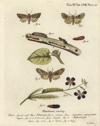 Frostet oransje møll, Gortyna flavago 1,2, og vinkelfarger, Phlogophora meticulosa 3-7. Håndkolorert kobberstikk av Johann Carl Bock etter Eugenius Johann Christoph Espers Sommerfuglene i illustrasjoner fra naturen, Erlangen av Johann Carl Bock