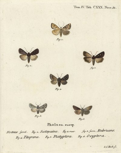 Hagedart, Euxoa nigricans 1-3, Hadena filograna 4, antirrhinum brocade, Calophasia platyptera 5, Simyra nervosa 6. Håndkolorert kobberstikk av Johann Carl Bock etter Eugenius Johann Christoph Esper’s Sommerfuglene i illustrasjoner etter den. av Johann Carl Bock