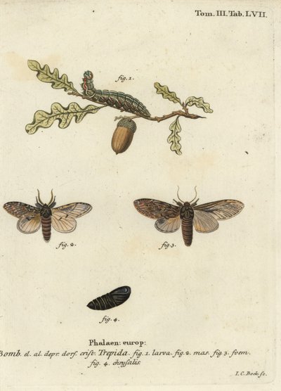 Flott fremtredende, Peridea anceps. av Johann Carl Bock
