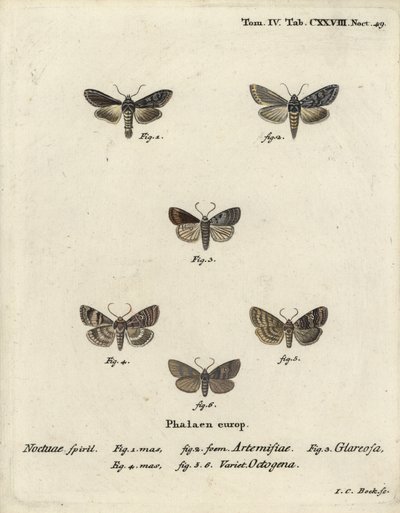 Grønn sølvfarget hai, Cucullia argentea 1,2, høstlig rustikk, Eugnorisma glareosa 4, åttifigur, Tethea ocularis 4-6. Håndfarget kobberstikk av Johann Carl Bock etter Eugenius Johann Christoph Espers Die Schmetterlinge in Abbildun av Johann Carl Bock