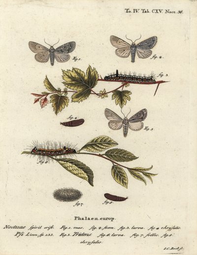 Grå dolk, Acronicta psi 1-4, og mørk dolk, Acronicta tridens 5-8. Håndkolorert kobberstikk av Johann Carl Bock etter Eugenius Johann Christoph Espers Sommerfuglene i illustrasjoner fra naturen, Erlangen av Johann Carl Bock