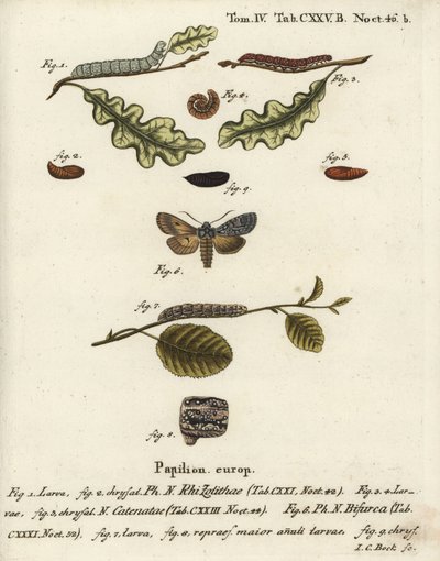 Grå skulderknute, Lithophane ornitopus 1,2, volangkastanje, Agrochola helvola 3-5, konform, Lithophane furcifera 6-9. Håndkolorert kobberstikk av Johann Carl Bock etter Eugenius Johann Christoph Espers Die Schmetterlinge in Abbildungen n av Johann Carl Bock