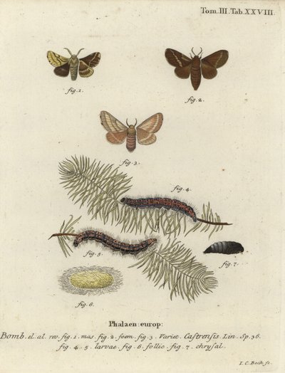 Malt lakeimøll, Malacosoma castrense. av Johann Carl Bock