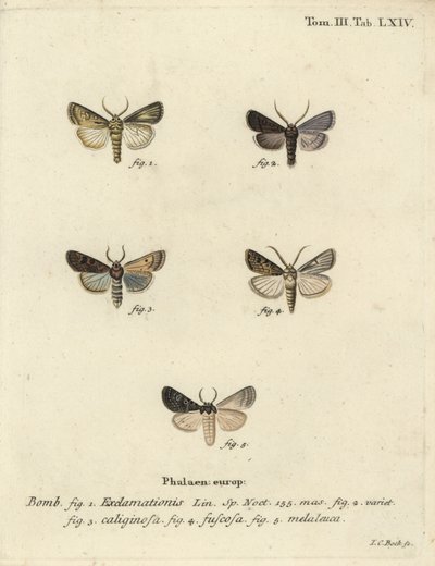 Hjerte- og pilemøll, nepemøll og sølvsky. av Johann Carl Bock