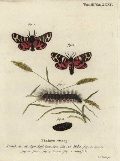 Hebe tiger møll, Arctia festiva. av Johann Carl Bock