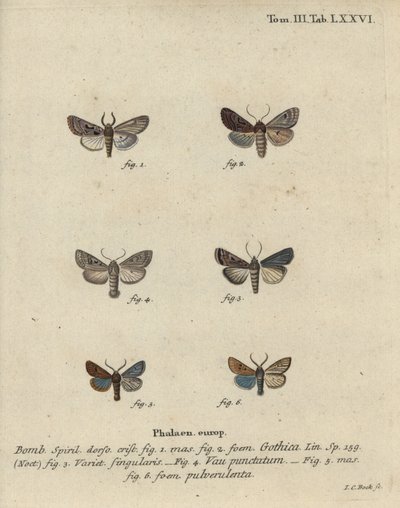 Hebraisk karakter, svartflekkkastanje, liten kvekermøll, etc. av Johann Carl Bock