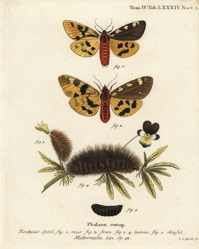 Stor tigermøll, hann og hunn, Pericallia matronula. Håndkolorert kobberstikk av Johann Carl Bock etter Eugenius Johann Christoph Espers Sommerfuglene i illustrasjoner fra naturen, Erlangen av Johann Carl Bock