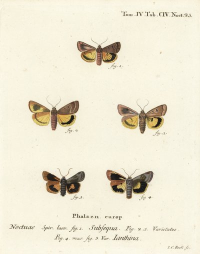 Månegul undervinge, Noctua orbona 1, og mindre bredkantet gul undervinge eller Langmaids gule undervinge, Noctua janthina 2-5. Håndfarget kobberstikk av Johann Carl Bock etter Eugenius Johann Christoph Espers Die Schmetterlinge in Ab av Johann Carl Bock