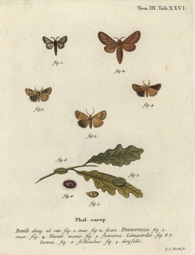 Malacosoma franconicum møll og festong, Apoda limacodes. av Johann Carl Bock