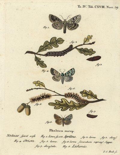 Merveille du jour, Dichonia aprilina 1-4, knapp merveille du jour, Moma alpium 5-7, og marmorgrønn, Cryphia muralis 8. Håndfarget kobberstikk av Johann Carl Bock etter Eugenius Johann Christoph Espers Sommerfuglene i illustrasjoner av Johann Carl Bock