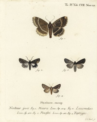 Gammel dame eller svart undervinge, Mormo maura 1, østlig alkymist, Aedia leucomelas 2 og Dypterygia scabriuscula 3,4. Håndkolorert kobberstikk av Johann Carl Bock etter Eugenius Johann Christoph Espers Sommerfuglene i illustrasjoner etter Na av Johann Carl Bock