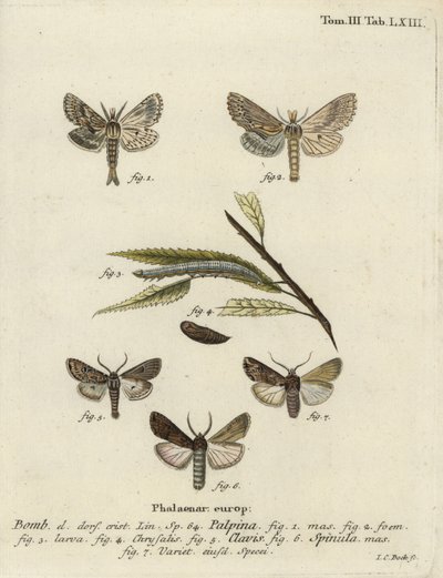 Blek fremtredende, hjerte og kølle, og mørkt sverdgress, av Johann Carl Bock