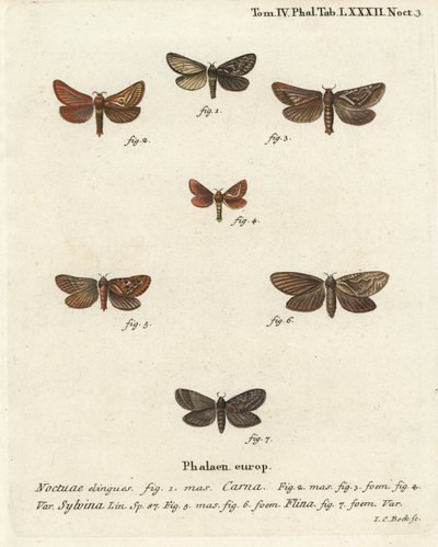 Pharmacis carna 2-4, orange swift, Triodia sylvina 5,6, og gold swift, Phymatopus hekta 7. Håndkolorert kobberstikk av Johann Carl Bock etter Eugenius Johann Christoph Espers Sommerfuglene i illustrasjoner fra naturen, Erlangen av Johann Carl Bock