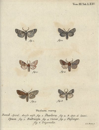 Pulverisert quaker, rød kastanje, mursteinsmøll, etc. av Johann Carl Bock