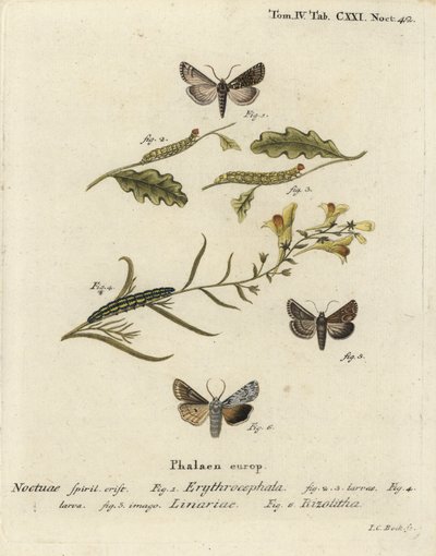 Rødhodet kastanje, Conistra erythrocephala 1-4, paddelinbrokade, Calophasia lunula 5 og grå skulderknute, Lithophane ornitopus 6. Håndkolorert kobberstikk av Johann Carl Bock etter Eugenius Johann Christoph Espers Die Schmetterlinge i Abb av Johann Carl Bock
