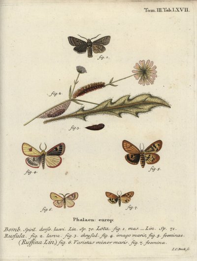 Rød-line quaker, skyet buff og volang kastanje. av Johann Carl Bock
