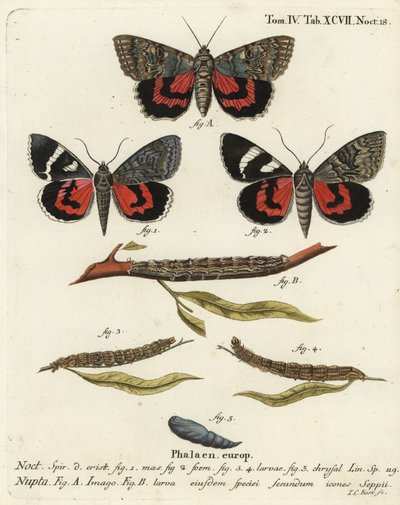 Rød undervingemøll, Catocala nupta. Håndkolorert kobberstikk av Johann Carl Bock etter Eugenius Johann Christoph Espers Sommerfuglene i illustrasjoner fra naturen, Erlangen av Johann Carl Bock