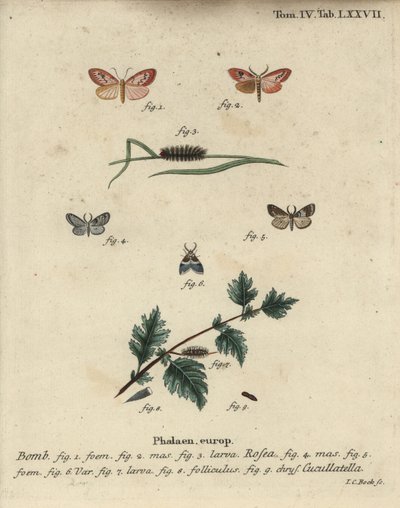 Rosenrød fotmann og kortkappet møll. av Johann Carl Bock