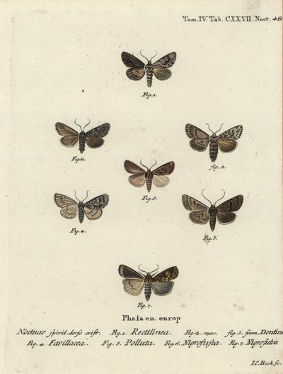 Saksisk møll, Hyppa rectilinea 1, saksmøll, Hada plebeja 2,3, myrdolk, Acronicta strigosa 4, brunflekket pinion, Agrochola litura 5, hvitlinjepil, Euxoa nigrofusca 6, Opigena polygona 7. Håndkolorert kobbergravering Carl Bock etter av Johann Carl Bock