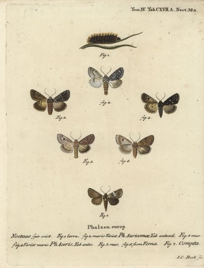 Knappe dolk, Acronicta auricoma 1-3, platanmøll, Acronicta aceris, muskatmøll 4,5, Hadula trifolii 6 og variert krone, Hadena compta 7. Håndfarget kobberstikk av Johann Carl Bock etter Eugenius Johann Christoph Esperlings Die Sch. av Johann Carl Bock