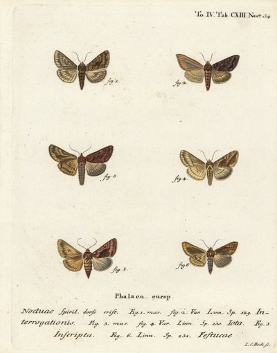 Knappe sølv Y, Syngrapha interrogationis 1,2, vanlig gylden Y, Autographa jota 3-5, gullflekk, Plusia festucae 6. Håndkolorert kobberstikk av Johann Carl Bock etter Eugenius Johann Christoph Espers Sommerfuglene i illustrasjoner basert på Nat. av Johann Carl Bock