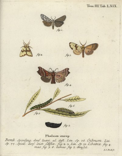 Spettet footman, Staurophora celsia og herald møll. av Johann Carl Bock