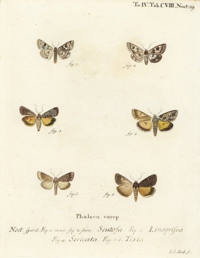 Flekkkløver, Schinia scutosa 1,2, Epilecta linogrisea 3, Guernsey-undervinge, Polyphaenis sericata 4, og halmundervinge, Thalpophila matura 5,6. Håndfarget kobberstikk av Johann Carl Bock etter Eugenius Johann Christoph Espers Die Schmette av Johann Carl Bock