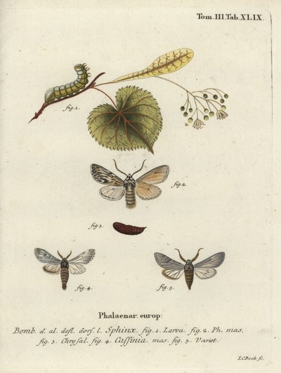 Sprawler møll, Asteroscopus sphinx. av Johann Carl Bock