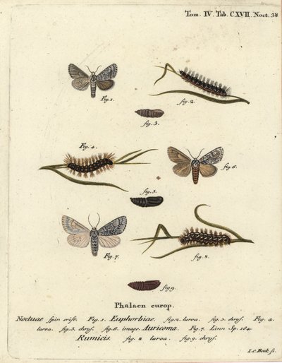 Søtkulemøll, Acronicta euphorbiae 1-5, knapp dolk, Acronicta auricoma 6, og knutegressmøll, Acronicta rumicis 7-9. Håndfarget kobberstikk av Johann Carl Bock etter Eugenius Johann Christoph Espers Die Schmetterlinge i Abbildungen nac av Johann Carl Bock