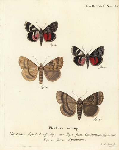 Undervingemøll, Catocala coniuncata 1,2 og Apopestes spectrum 3,4. Noctuae kombinert, Noctuae spectre. Håndfarget kobberstikk av Johann Carl Bock etter Eugenius Johann Christoph Espers Die Schmetterlinge in Abbildungen nach der Natur, Erlangen av Johann Carl Bock